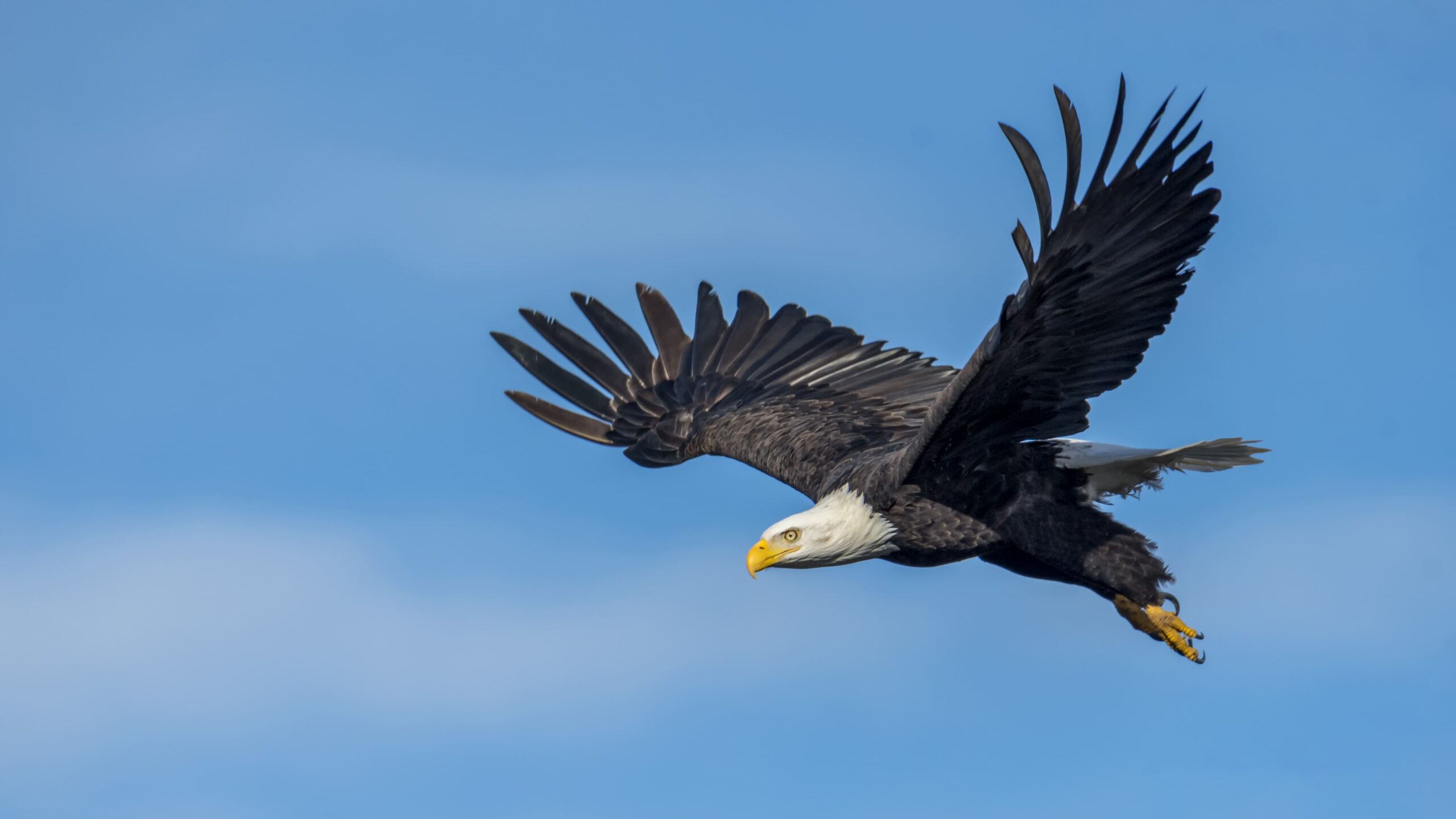 vecteezy_bald-eagle-in-flight_1224528 (1) (1)