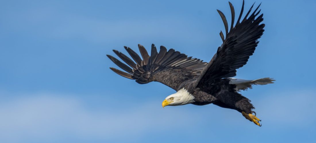 vecteezy_bald-eagle-in-flight_1224528 (1) (1)